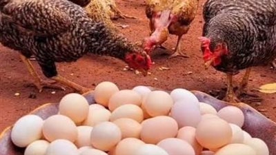 أسعار الفراخ اليوم.. كم سجل كيلو البيضاء والساسو والبلدي في الأسواق؟