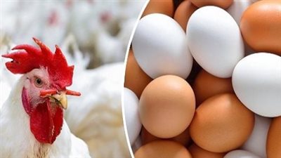 سعر الفراخ البيضاء يتحرك؟.. شوف الكيلو وصل لكام اليوم في الأسواق