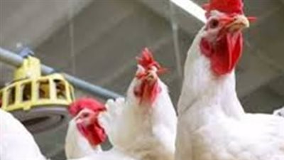من 78 لـ107 جنيهات.. تعرف على سعر كيلو الفراخ اليوم وأي نوع الأغلى؟