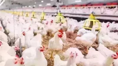 البيضاء بـ78 جنيهًا.. والساسو بكام؟.. تعرف على أسعار الدواجن اليوم