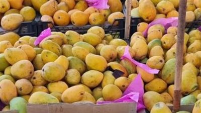 الموز البلدي بـ37.96 جنيه.. اعرف أسعار باقي الفاكهة اليوم