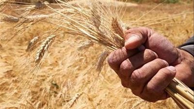 وزارة التجارة الداخلية السورية: مخزون القمح في البلاد بخير ولا يوجد أي قلق عليه