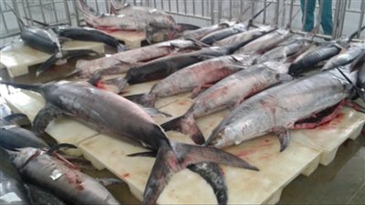 هل استهلاك الأسماك الدهنية يمكن أن يقلل من خطر تدهور الدماغ؟