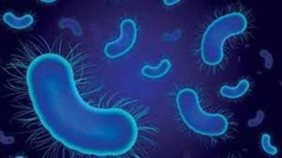 دراسة تكشف أن بكتيريا الليستريا يمكن أن تطال الدماغ 