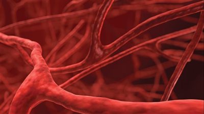 مؤسسة القلب الألمانية تحذر من بعض العوامل التي تدمر الأوعية الدموية