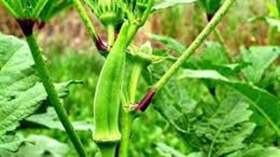 علمء يكشفون عن نباتات تتخلص من البلاستيك الدقيق في مياه الصرف الصحي