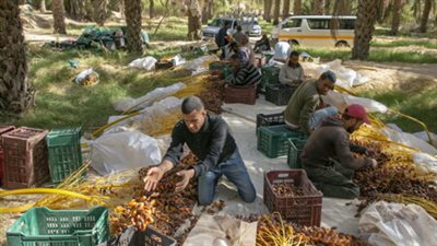 حملة مغربية لمقاطعة التمور الجزائرية مع قرب حلول رمضان