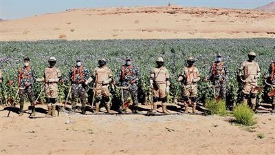 مصر.. حملة مكبرة للجيش والشرطة على الزراعات المخدرة بسيناء