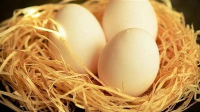 تعرف على فوائد أكل بيض الحمام