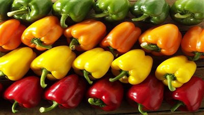 خبيرة تغذية روسية يكشف ما يحدث عند إضافة الفلفل الحلو إلى النظام الغذائي اليومي