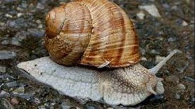  علماء يكشفون عن خطط لتسخير سم الحلزونات المخروطية لتطوير مسكنات جديدة