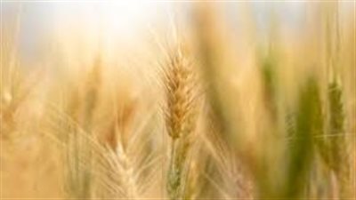كم تبلغ صادرات الهند من القمح؟