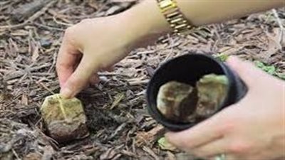 احتفظي بها.. فوائد أكياس الشاي المستعملة