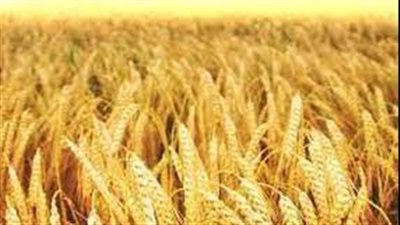  وزير الزراعة اللبناني: ارتفاع أسعار القمح هو نتيجة الأزمة الأوكرانية الروسية