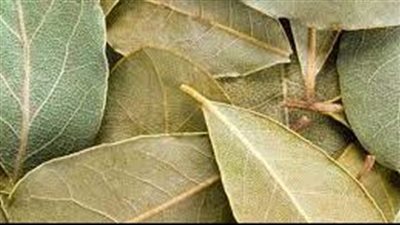 عدة دراسات تكشف أهمية أوراق الغار وفعاليتها 