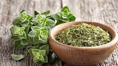 الزعتر.. نبتة دائمة الخضرة تنتمي لفصيلة النعناع وتتميز بسلسلة من الخصائص المهمة