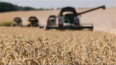 كيف تسبب الحرب في تدهور إنتاج المحاصيل بأوكرانيا ؟