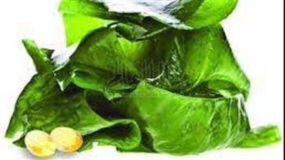 زيت الطحالب.. يعد ينبوع شباب وجمال البشرة