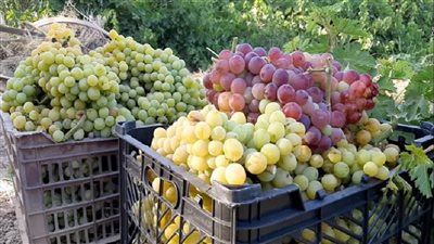  الخبراء يكشفون أهمية تناول 