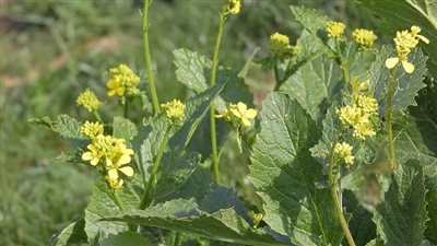 هل تقف أزمة خردل عالمية بسبب الحرب في أوكرانيا؟