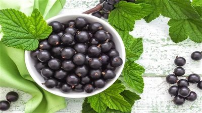 باحثون: تناول مستخلص الكشمش الأسود يمكن أن يساعد في إنقاص الوزن