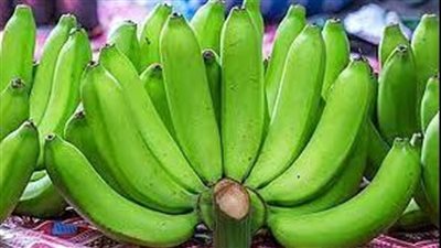  في عدة طرق.. يختلف الموز الأخضر والأصفر حول فائدته