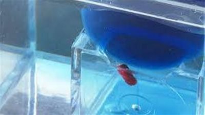 تقنية واعدة وفوائد مهمة.. ابتكار روبوت صغير يُحقن في الدماغ لمعالجته 