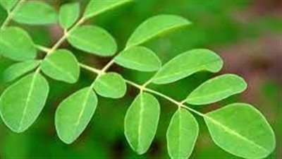  كيف تتفوق المورينغا غذائيًا على الجزر والبرتقال والحليب؟