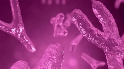  كيف تساهم الهرمونات الجنسية لدى الذكور في إضعاف وظيفة المناعة المضادة للأورام السرطانية؟