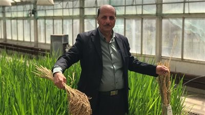 من دكتور بمركز بحوث للعالمية.. من هو حمدي الموافي مخترع الأرز الهجين؟