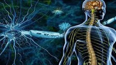 علماء: الخلايا المناعية ضد الحمى الغدية قد تكون مفتاح علاج التصلب المتعدد