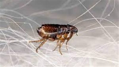 دراسة توضح أن فقدان الحشرات قد يكون مضرًا بصحة الإنسان