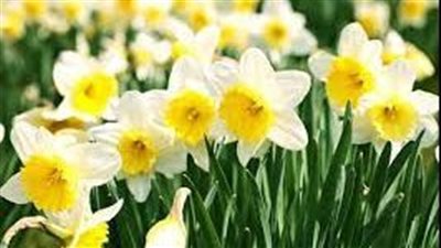 أزهار النرجس البري تحتوي على مادة كيميائية 