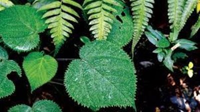 الكشف علاج واعد للسرطان تنتجه شجرة أسترالية سامة