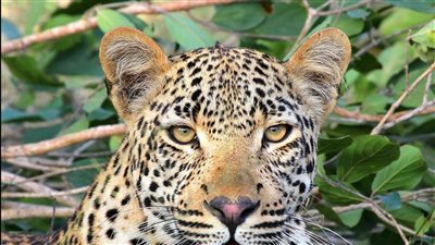 فهد يهاجم شرطيا وأثار الذعر في مدينة قائم شهر بشمال إيران