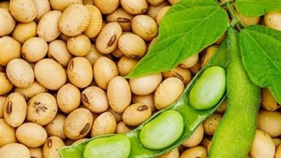 كيف يعد فول الصويا من الأغذية المثيرة للجدل؟