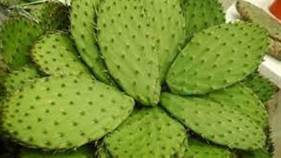 الصبار.. يتمتع بشعبية وفوائد كبيرة