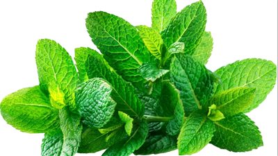 كيف يعزز النعناع المناعة؟