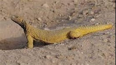 واحد من كل خمسة زواحف في العالم.. يواجه خطر الانقراض 