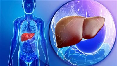 تعرف على أهم مادة غذائية لتحسين وظيفة الكبد