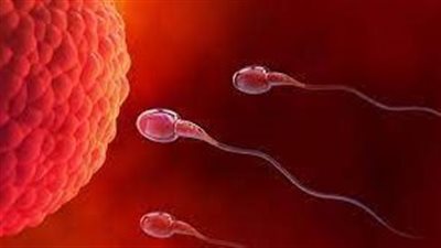  ما هو أثر البدانة على عدد الحيوانات المنوية لدى الرجال؟