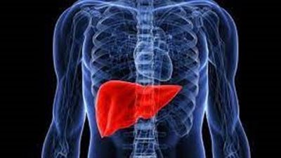 ما هي المادة الغذائية المهمة لتحسين وظيفة الكبد؟