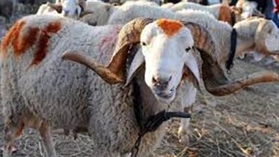 فلكيا.. تعرف على أول أيام عيد الأضحى المبارك 2022