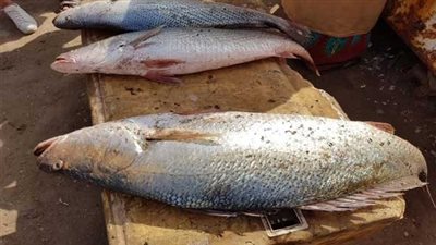 الأسماك.. أفضل الطرق لتقليل خطر الإصابة بأمراض القلب والأوعية الدموية