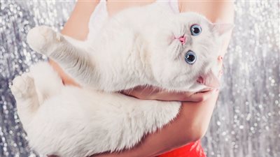 محكمة ألمانية تغرم سيدة 2800 يورو لرفضها علاج قطتها