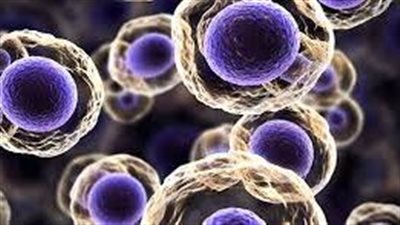 هل الخلايا تخرج الفضلات قبل الانقسام؟.. باحثون يُجيبون