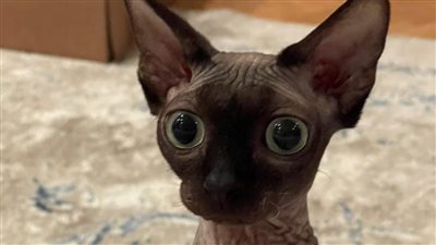 ياسمين عبد العزيز تعلن عثورها على عروس لقطها الأغلى في العالم