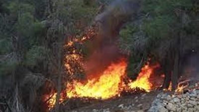 الأردن.. حريق أشجار حرجية وأعشاب في محمية غابات اليرموك