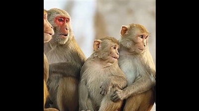 بعد كورونا.. جدري القرود يضرب عددًا من المدن البريطانية