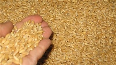 تقرير يوضح بالأرقام أن أسعار القمح تصل إلى مستوى قياسي جديد